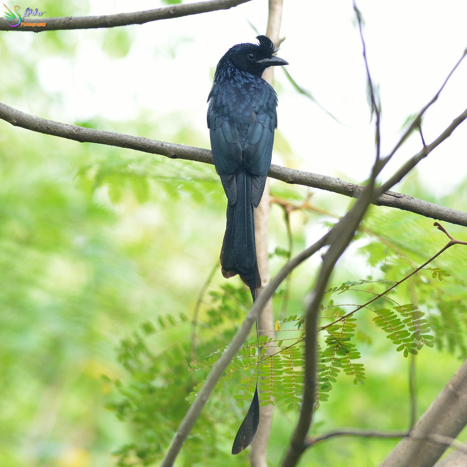 Greater_Racket-tailed_Drongo_1320
