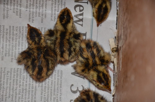 quail chicks Feb 16 (2)