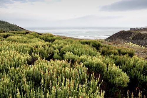 nature landscape dune paysage paisage atlantique océan aquitaine gironde legurp grayanetlhopital