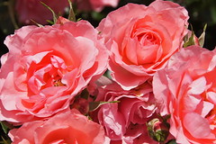 Passionate Kisses Roses at Bravo Lake Botanical Garden in Woodlake