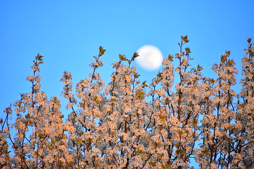sunset moon flower spring blossoms cornusflorida dogwoodblossom