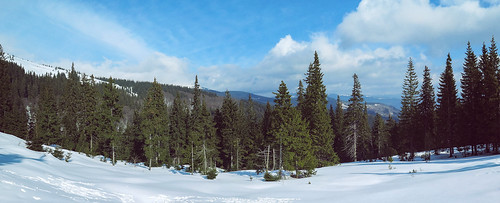 morning blue trees winter sky panorama white snow mountains cold green tourism nature pine skyline clouds forest landscape woods outdoor hiking snowy horizon sunny ukraine pines edge wilderness marge activity carpathians overview dragobrat