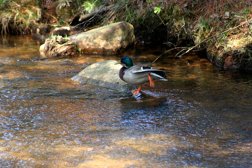bird nature animal canon duck outdoor wildlife canon350d canonrebelxt parkerdamstatepark