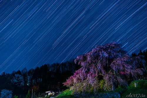 sky flower japan night cherry landscape star spring nikon d750 composit