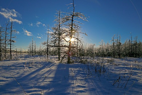 trees winter snow ice newfoundland coldà