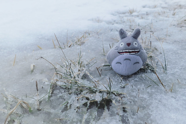 Day #64: totoro does not despond
