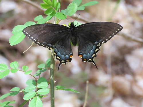 butterfly indiana swallowtail easterntigerswallowtail hoosiernationalforest tigerswallowtail papilioglaucus papilo charlescdeamwildernessarea