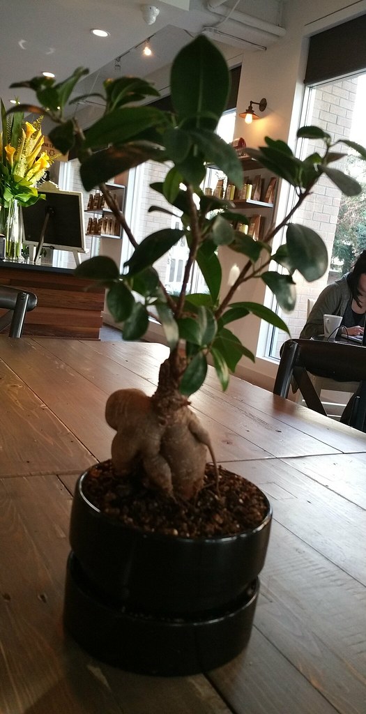2016-Apr-21 PappaRoti - plant with creepy root
