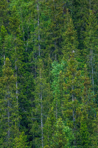 stream restingplace buteolagopus rasteplass nordland grane spruceforest roughleggedbuzzard fjellvåk fugleturjuni2015 bertilbergan