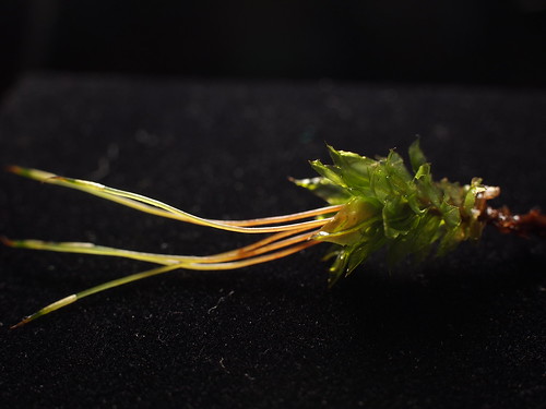 macro tooth leaf moss sporophyte taxonoy:binomial=plagiomniummedium gametoecialstem