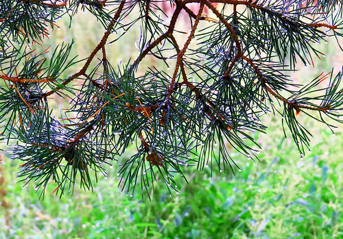 pine scotspine green sunlit counterlight backlight afterrainpinus pinussylvestris drop contexture glow bright tangle tree branch rain reflection canon canondigital canonphotography canonsx50 sx50 hyperzoom outdoor amateur kuskovo tomsk westernsiberia russia siberia pinus cone pinaceae brown greenary 500v20f floral branchlet arbor wood dendro salient plant flora