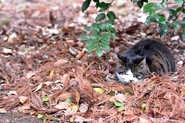 落ち葉にくるまって寝るネコ