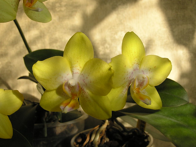 Phalaenopsis Dragon's Gold '24K'