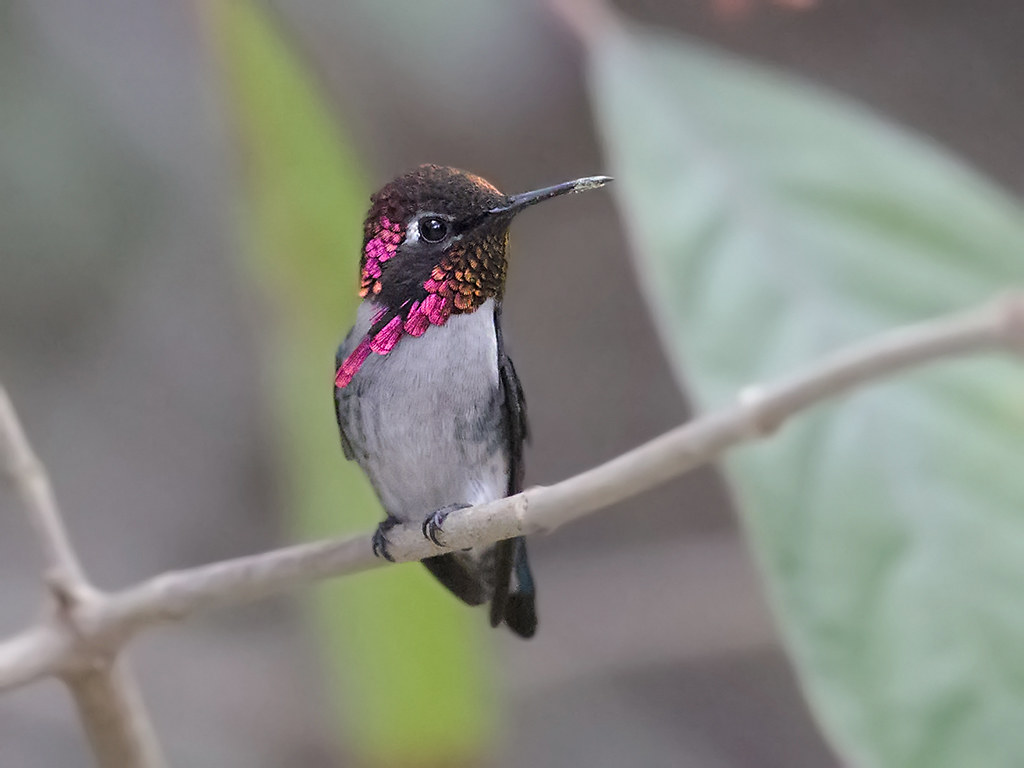 Bee Hummingbird    endemic to Cuba