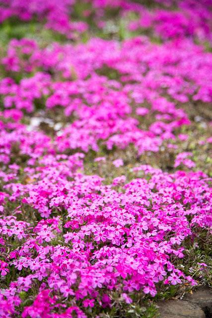 春の花の丘農林公苑
