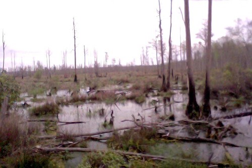 park georgia state swamp okefenokee wetland stephenfoster