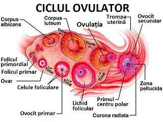monitorizare ovulatie ecografic - ciclul de dezvoltare a ovulelor