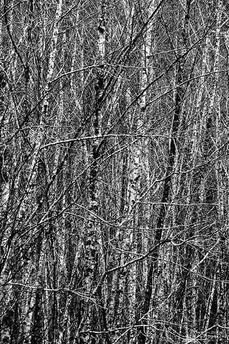 blackandwhite usa nature monochrome forest washington unitedstates northwest pacificnorthwest northamerica washingtonstate blackandwhitephotography naturephotography
