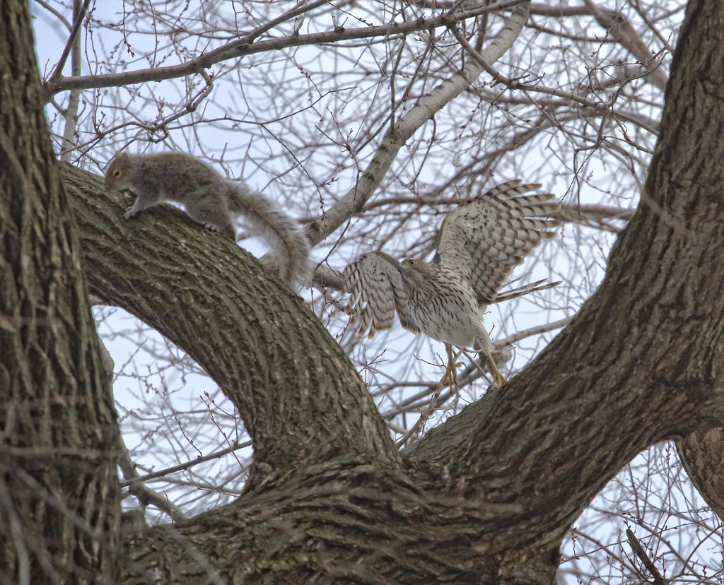 Cooper's Hawk goes after a squirrel