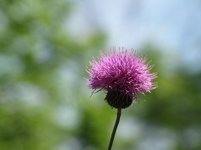 thistle