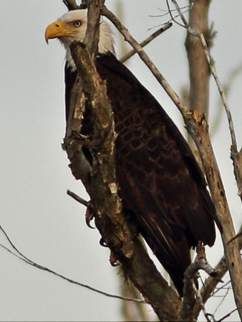 Bald Eagle adult female 3-20160129