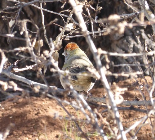 arizona birds aves sparrow nationalwildliferefuge towhee greentailedtowhee pipilochlorurus buenosairesnwr