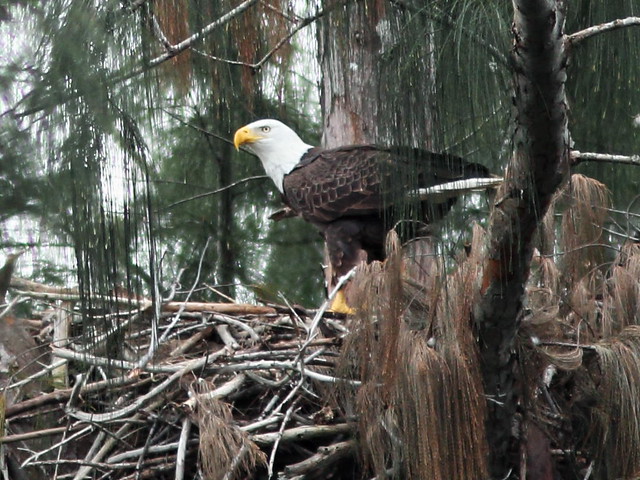 Bald Eagle male at nest 20160119