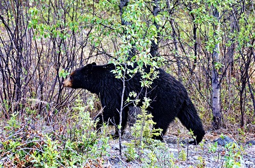 bear animal forest outdoor wildlife bears yukon wilderness blackbear jlsphotographyalaska