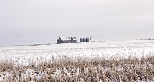 snow field farm manitoba griswold