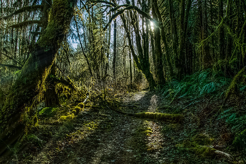trees sky sunlight green nature sunshine forest outdoors moss woods nikon shadows outdoor path trail pacificnorthwest ferns emerald jeanmarie jeanmariesphotography jeanmarieshelton jeanmariesphotographysmugmugcom