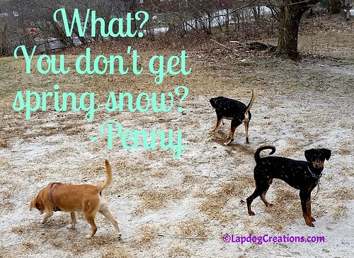 What? You don't get spring snow? That's too bad... #spring #newengland #snow #dogsplayinginsnow #LapdogCreations ©LapdogCreations