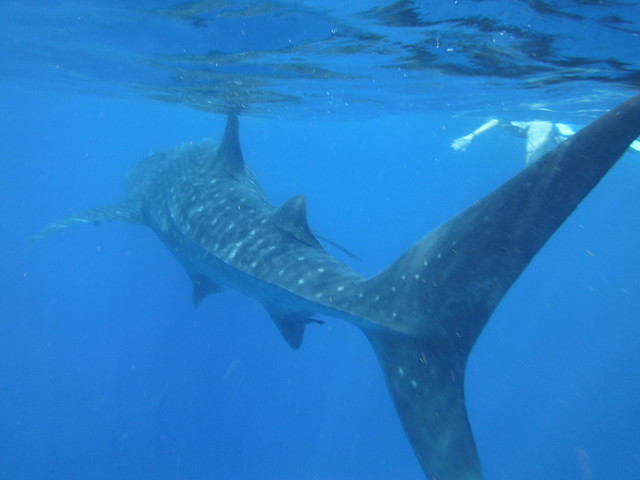 Excursión tiburón ballena (Dia 12: 31 de julio) - 18 días por Guatemala, Riviera Maya y Belice (8)