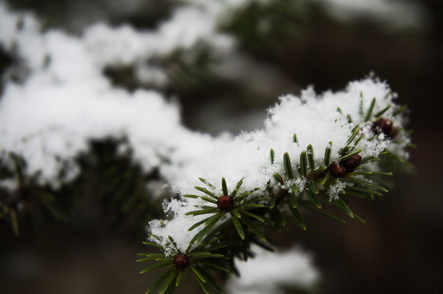 new eve winter snow tree snowflakes greece cover years amfiklia