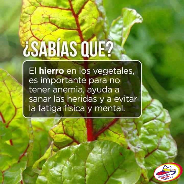 El #Hierro de los vegetales es importante para no tener anemia, ayuda a sanar las heridas y a evitar la fatiga física y mental.