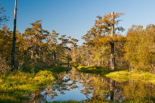 trees usa lake sunrise pond louisiana atchafalayabasin bayou cedar swamp wetlands cypress riverdelta lakemartin baldcypress