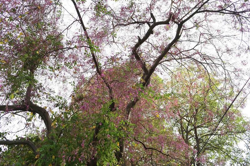 City Nature - The Blues Strokes of a Mysterious Tree, Maharshi Raman Road