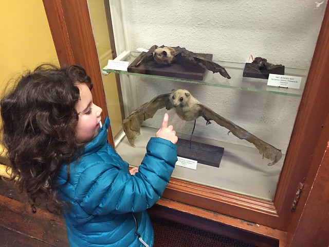 My daughter getting friendly with the stuffed bats at the Natural History Museum of Dublin