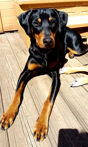 My Little Penny Pinscher has grown into a fine young lady. Happy Gotcha Day Anniversary! #RescuedDog #AdoptDontShop #DobermanMix #LapdogCreations ©LapdogCreations