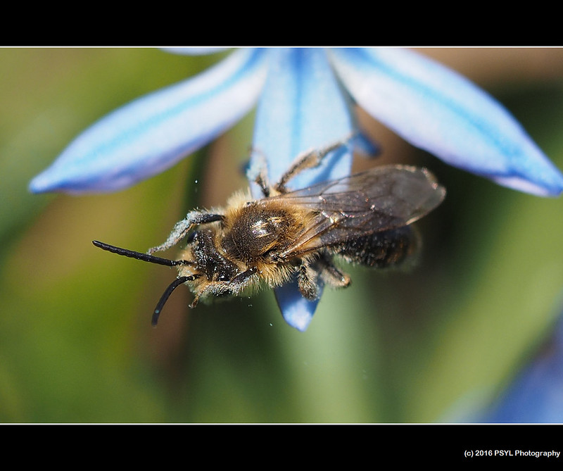 Andrena bee on squill