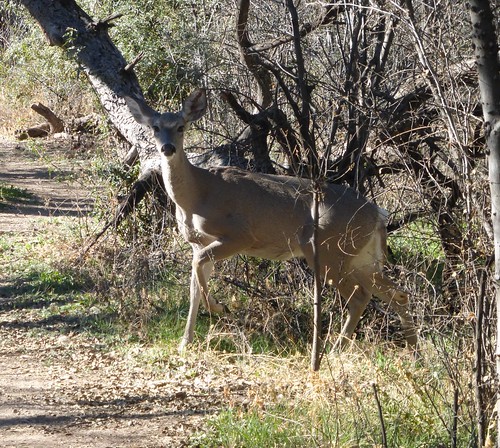arizona animal mammal deer muledeer nationalwildliferefuge odocoileushemionus buenosairesnwr