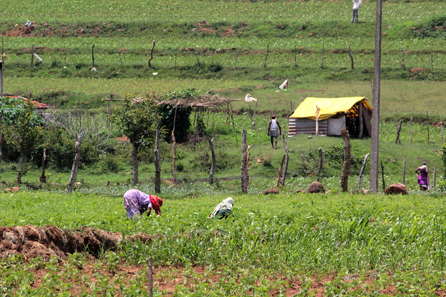 Multiple livelihood activities such as agriculture, fisheries, pastoralism and collection of non timber forest products (NTFPs) are present in the sub-region with agriculture being the predominant livelihood system. However, agricultural livelihoods are being stressed by factors such as increased groundwater dependency and depletion, decreasing labor, low productivity and low levels of mechanisation.