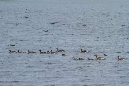 sommer breeding lofoten anseranser greylaggoose grågås ferietur fugletårn storeidvatnet