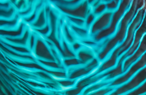ocean sea abstract island marine pattern underwater clam fsm mh atoll micronesia majuro marshallislands oceania federatedstatesofmicronesia majuroatoll