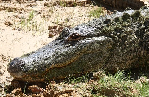 outdoor alabama aligator crocodile