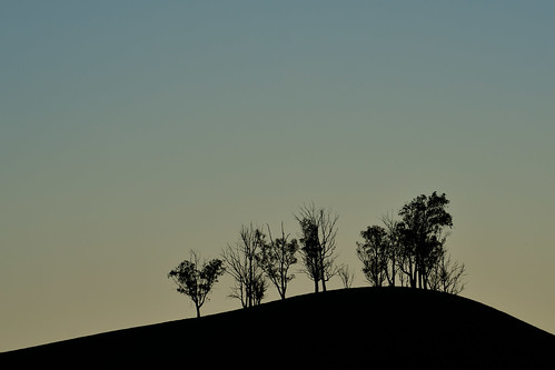 trees tree silhouette hill copse dsc34631bw