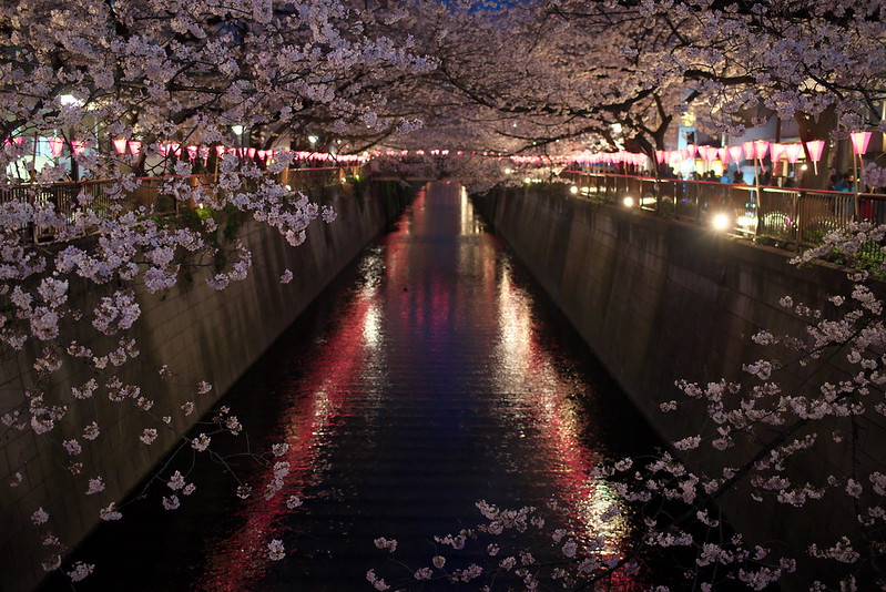 東京春景色 目黒川沿いの桜が満開 中目黒駅と池尻大橋駅の間を歩いて 美しい夜桜を撮影しながらお花見してきた とくとみぶろぐ