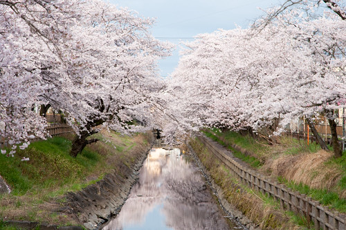 japan river 桜 cherryblossom sakura さくら 栃木 tochigiken mookashi 真岡市 行屋川 gyouyagawa ギョウヤガワ