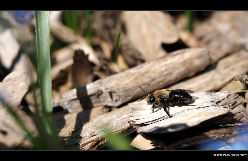 Resting Osmia bee