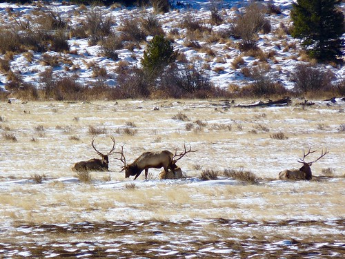Elk at RMNP