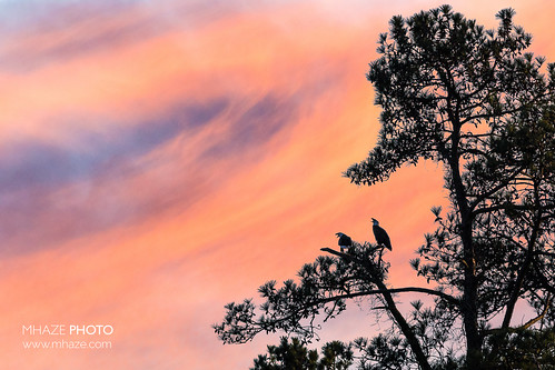 pink blue sunset sky bird silhouette eagle pair baldeagle raptor eagles raptors birdsofprey americanbaldeagle mhazephoto